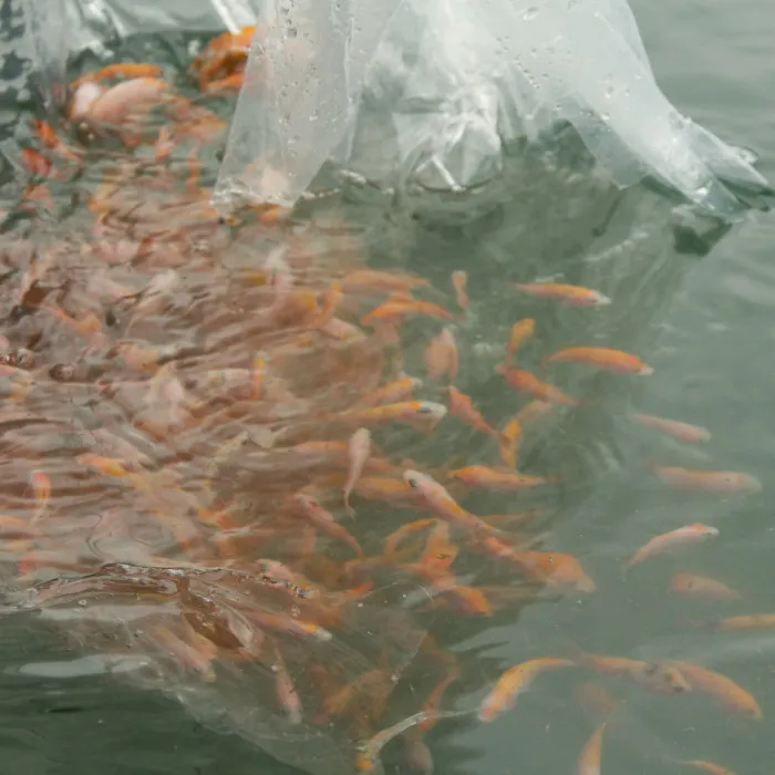 Peces Pargo UNAM