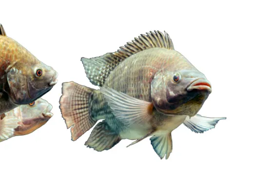 Ejemplar de tilapia gris; imagen de referencia de la especie